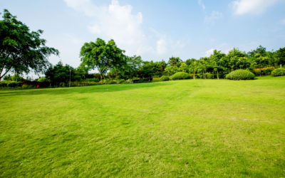 Why Professional Lawn Care Is Worth the Investment