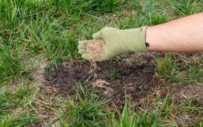 Enhance Your Lawn with Our Expert Lawn Fertilizer Service