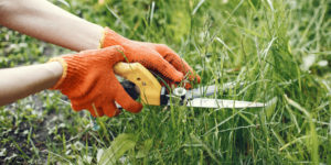 Seasonal Lawn Care Services