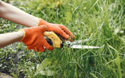 Seasonal Lawn Care Tips for Southampton Residents