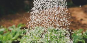 Healthy, green lawn care
