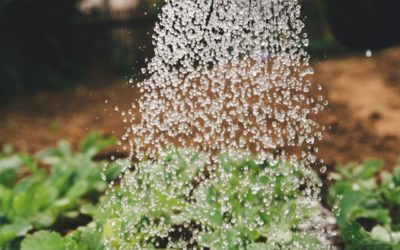 Lawn Spraying Services: The Key to a Healthy, Lush Lawn