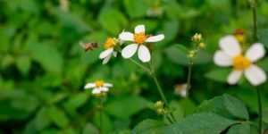 Lawn care service for pests and weeds