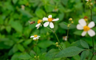 Lawn Treatment Services: The Secret to a Green, Healthy Lawn