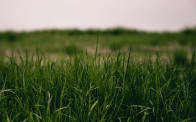 Lawn Care Services: Your Path to a Beautiful, Thriving Lawn